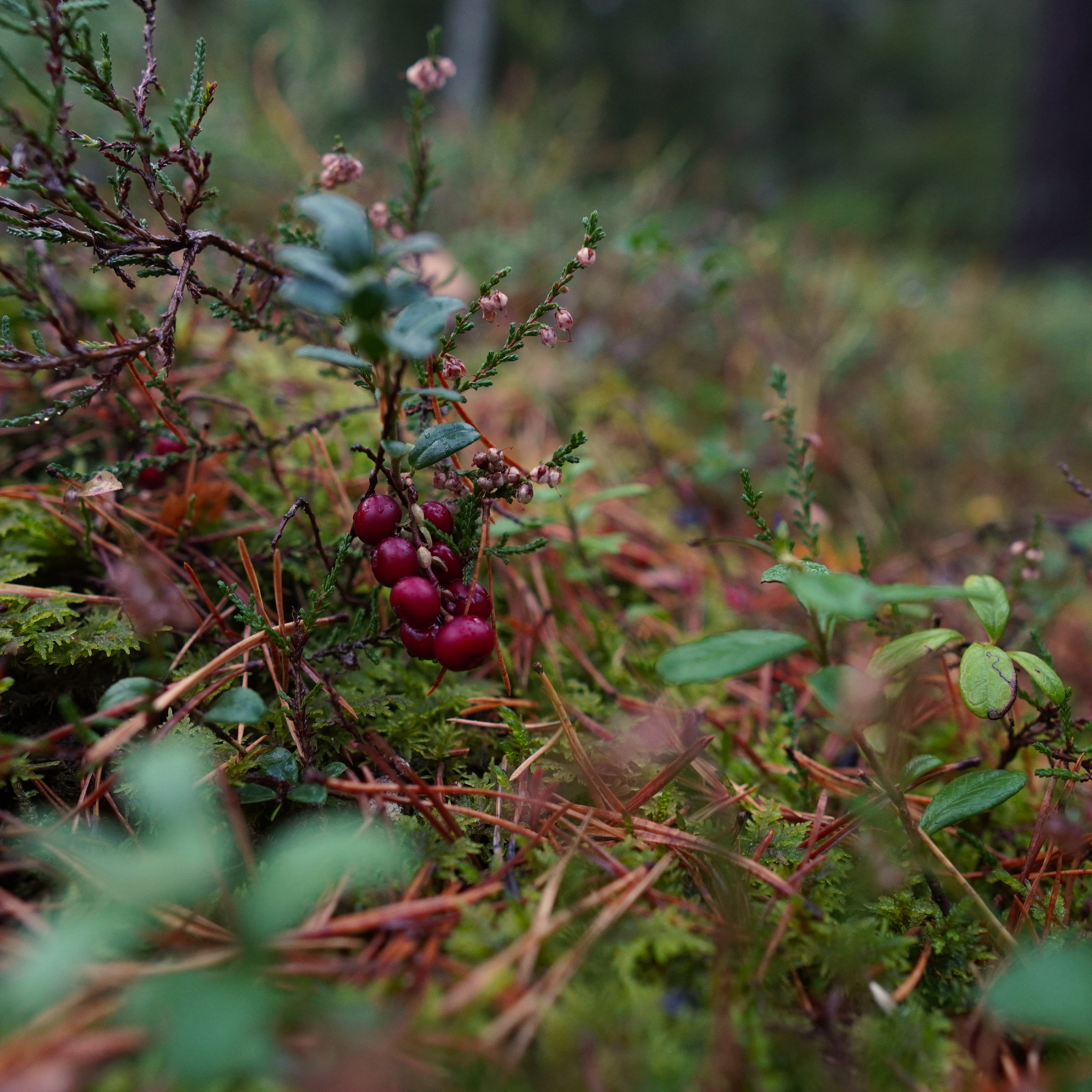 Red berries on a bush in the forest.