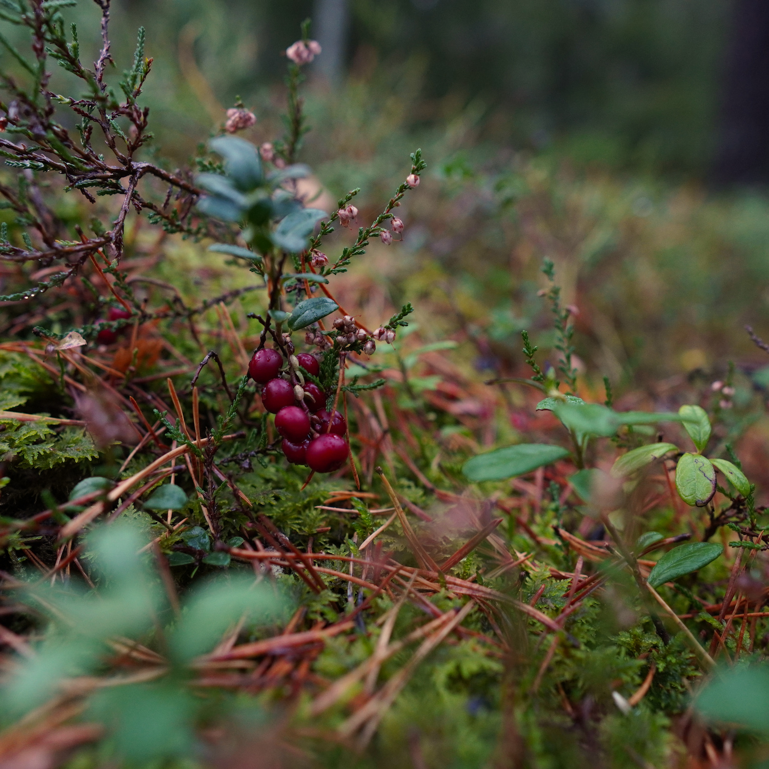 Red berries on a bush in the forest.