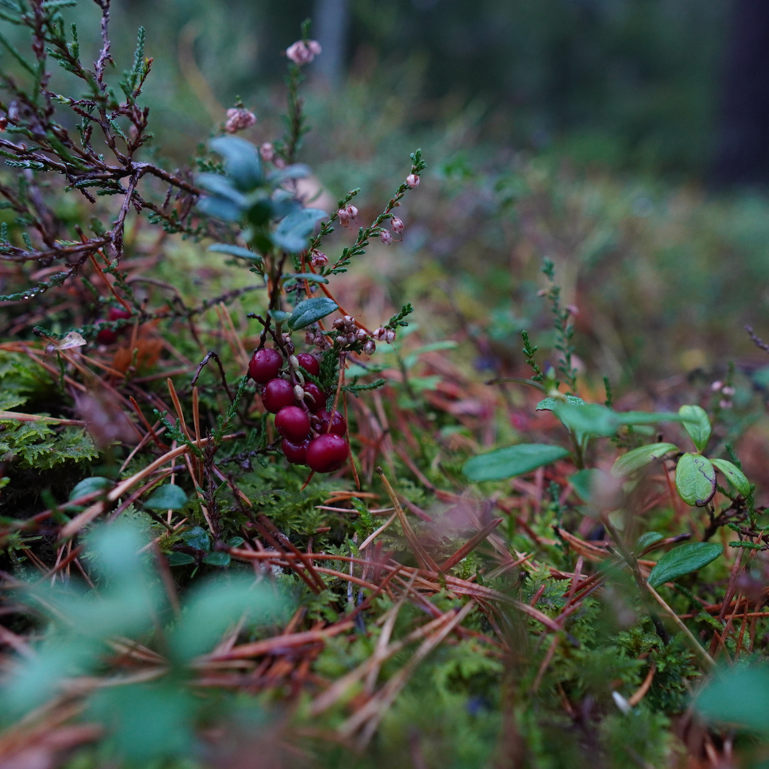 Red berries on a bush in the forest.