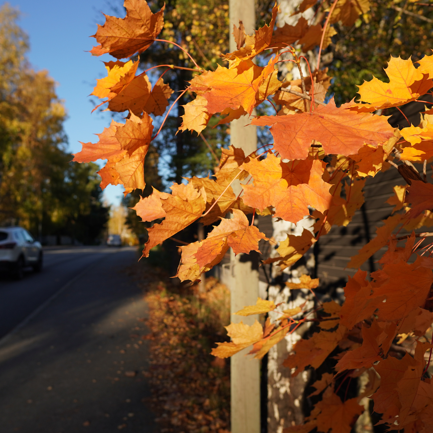 Autumn leaves at the side of the road.