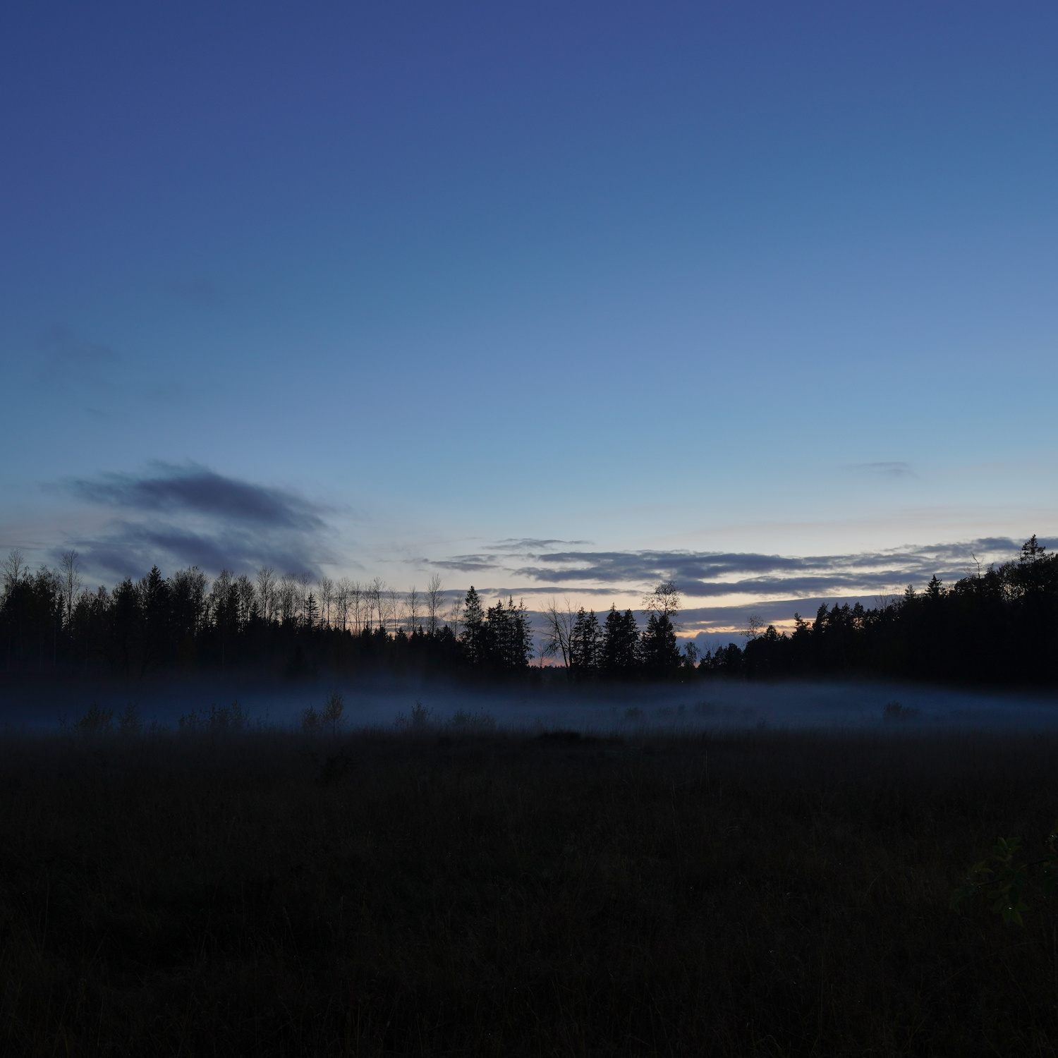 A meadow filled with mist whith a blue sky in the background.