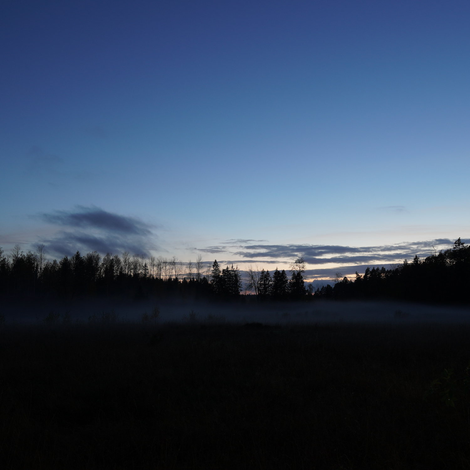 A meadow filled with mist whith a blue sky in the background.