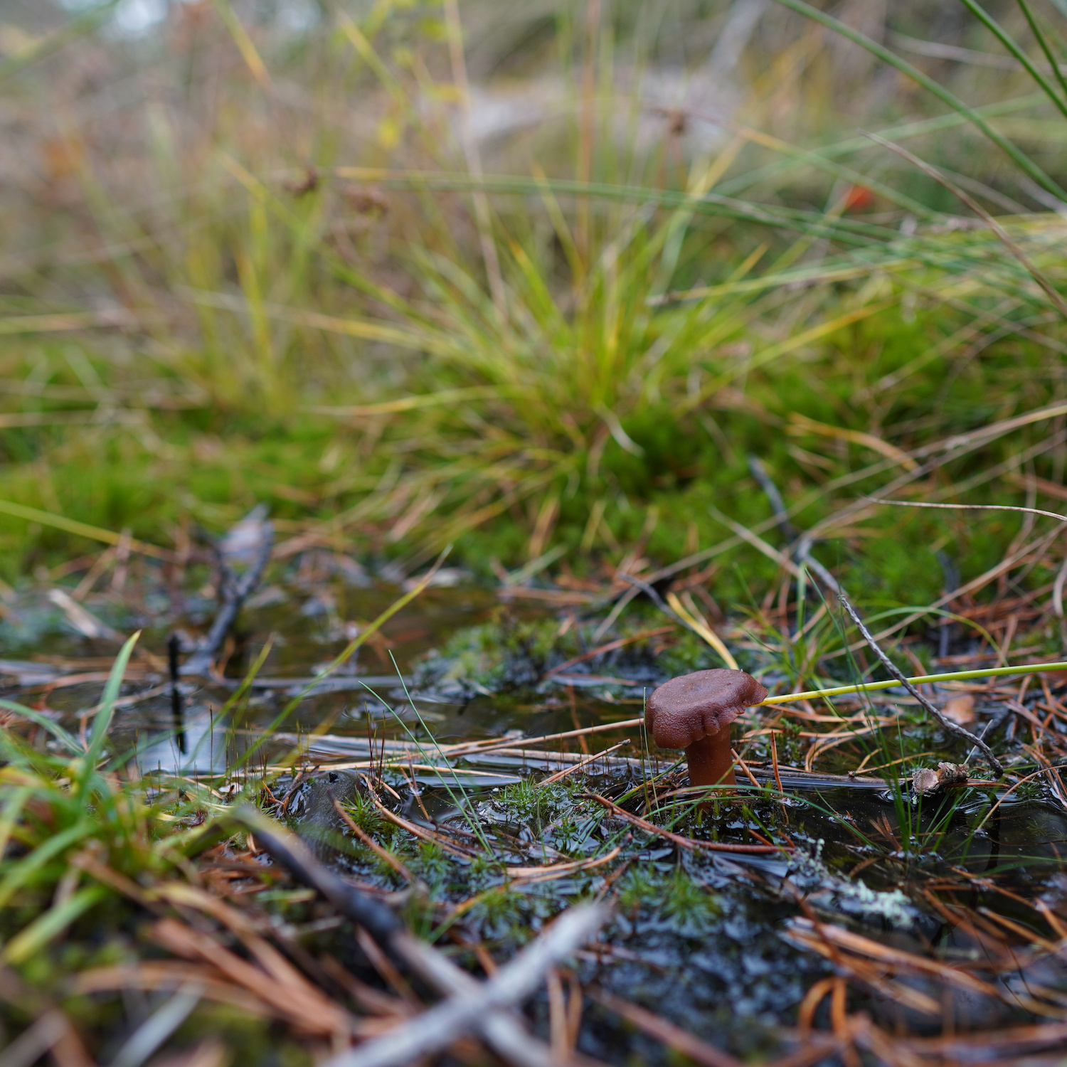 A brown mushroom in a puddle in the forrest.