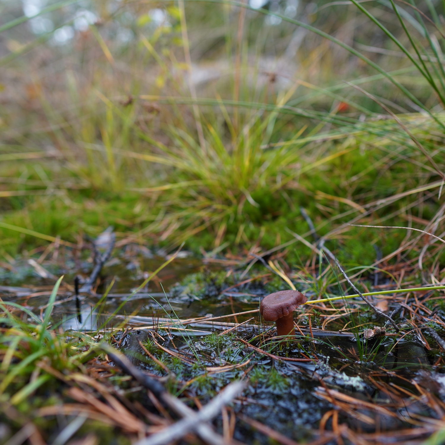 A brown mushroom in a puddle in the forrest.