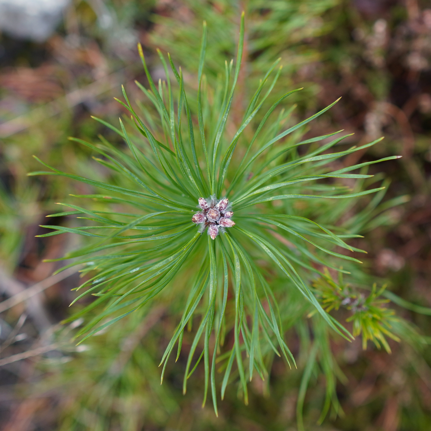 A stylistic photo of a plant in the forest.