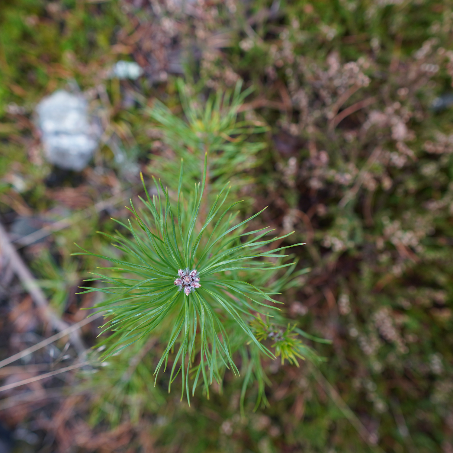 A stylistic photo of a plant in the forest.